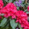 Rhododendron Hybride Lord Roberts -Boutique Pafurme Rhododendron hybride Lord Roberts 89064 1