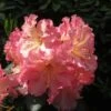 Rhododendron Hybride Naselle -Boutique Pafurme Rhododendron hybride Naselle 15356 1
