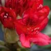 Rhododendron Hybride Red Jack -Boutique Pafurme Rhododendron hybride Red Jack 84268 1