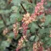 Ribes Gordonianum - Groseillier De Gordon -Boutique Pafurme Ribes x gordonianum 781951 1