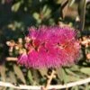 Callistemon Violaceus - Rince-bouteille -Boutique Pafurme Rince bouteilles Callistemon Violaceus copyright 1004221 1