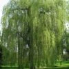 Saule Pleureur - Salix Alba Tristis -Boutique Pafurme Salix alba Tristis 781532 1