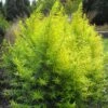 Saule Doré - Salix Sachalinensis Golden Sunshine -Boutique Pafurme Salix sachalinensis Golden Sunshine 781802 1