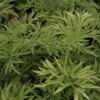 Sureau Noir - Sambucus Nigra Golden Tower -Boutique Pafurme Sambucus nigra Golden Tower 81306 1