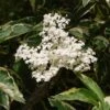 Sureau Noir - Sambucus Nigra Madonna -Boutique Pafurme Sambucus nigra Madonna 7969 1