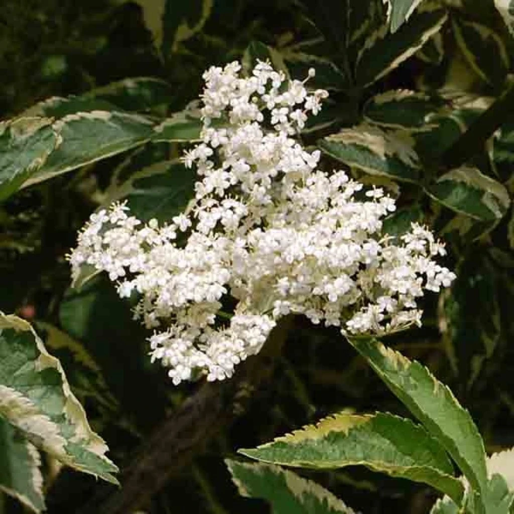 Sureau Noir - Sambucus Nigra Madonna 3 Sureau Noir - Sambucus Nigra Madonna
