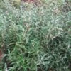 Sarcococca Hookeriana Digyna -Boutique Pafurme Sarcoccoca hookeriana var digyna 7505 1