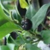 Sarcococca Confusa 2 Sarcococca Confusa -Boutique Pafurme Sarcococca confusa 7964 1