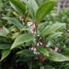 Sarcococca Orientalis - Sarcocoque D'Orient -Boutique Pafurme Sarcococca orientalis 82225 1