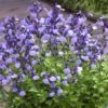Sauge Arbustive So Cool Pale Blue - Salvia Microphylla