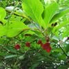 Schisandra Chinensis - Baie Aux 5 Saveurs -Boutique Pafurme Schisandra chinensis 78361 1