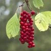 Schisandra Chinensis Sadova N°1 - Baie Aux 5 Saveurs Autofertile -Boutique Pafurme Schisandra chinensis Sadova 89688 1