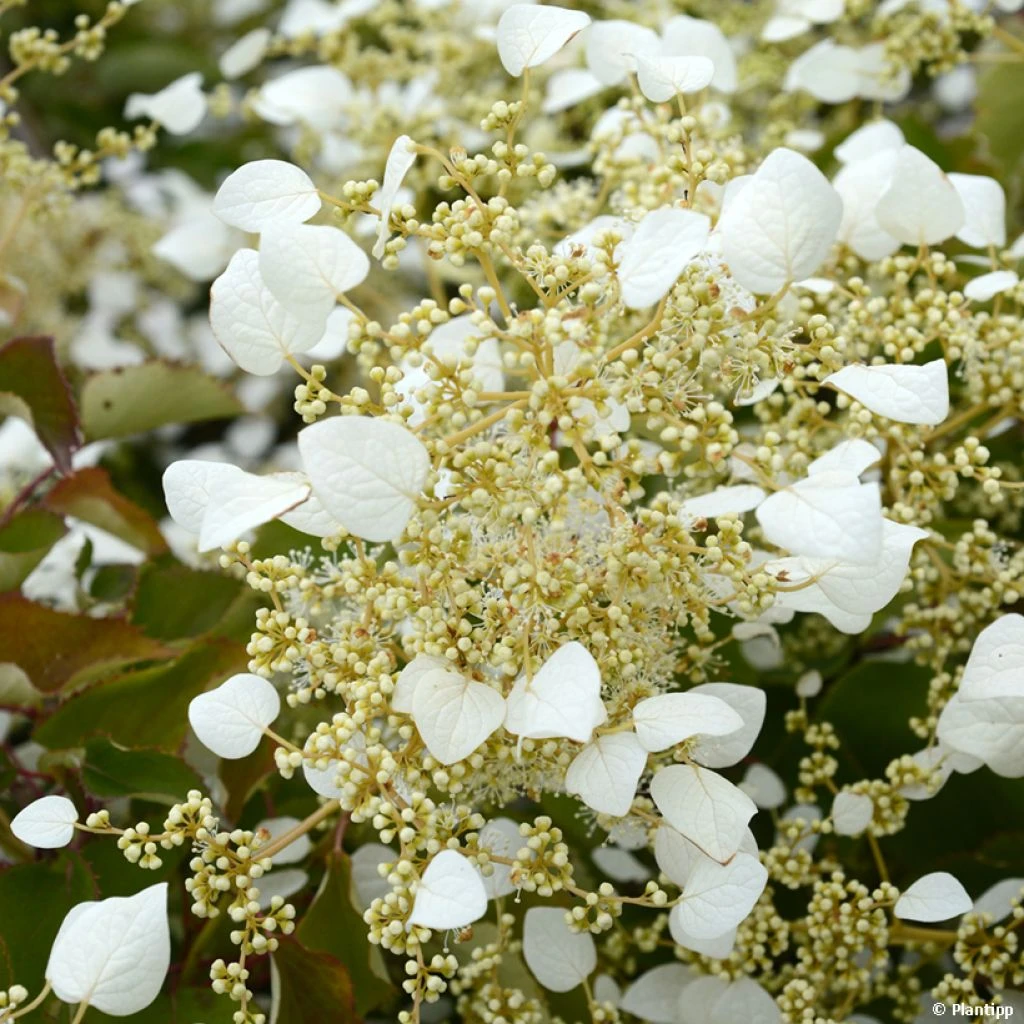 Schizophragma Hydrangeoides Snow Sensation - Faux Hortensia Grimpant 3 Schizophragma Hydrangeoides Snow Sensation - Faux Hortensia Grimpant