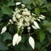 Schizophragma Hydrangeoides Windmills -Boutique Pafurme Schizophragma hydrangeoides Windmills 83534 1
