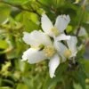 Seringat - Philadelphus Polyanthus Mont Blanc -Boutique Pafurme Seringat Philadelphus polyanthus Mont Blanc V 18306 1