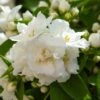 Seringat Blanc - Philadelphus Mrs E.L. Robinson -Boutique Pafurme Seringat blanc Philadelphus Mrs E L Robinson copyright 1007551 1