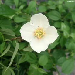 Seringat Du Mexique - Philadelphus Mexicanus