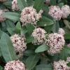 Skimmia Japonica Godrie's Dwarf - Skimmia Du Japon Nain -Boutique Pafurme Skimmia japonica Godrie s Dwarf copyright 873451 1