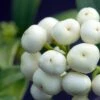 Skimmia Japonica Kew White 1 Skimmia Japonica Kew White -Boutique Pafurme Skimmia japonica Kew White 87346 1