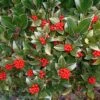 Skimmia Reevesiana 2 Skimmia Reevesiana -Boutique Pafurme Skimmia reevesiana 781805 1