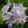 Solanum Jasminoides Bleu - Morelle Faux-jasmin -Boutique Pafurme Solanum jasminoides Bleu 83508 1
