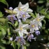 Solanum Jasminoides - Morelle Faux Jasmin -Boutique Pafurme Solanum jasminoides Morelle faux jasmin copyright 182781 1