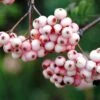 Sorbier - Sorbus Arnoldiana Pink Veil -Boutique Pafurme Sorbier Sorbus Pink Veil IF 17946 1