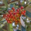 Sorbus Aria - Alisier Blanc -Boutique Pafurme Sorbus aria 89448 1