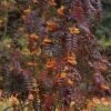 Sorbus Aucuparia Autumn Spire - Sorbier Des Oiseleurs -Boutique Pafurme Sorbus aucuparia Autumn Spire 89243 1