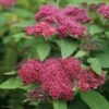 Spirée Japonaise Double Play Red - Spiraea Japonica -Boutique Pafurme Spiraea japonica Double Play Red 82556 1