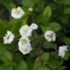 Spiraea Prunifolia Plena - Spirée Blanche -Boutique Pafurme Spiraea prunifolia Plena 86225 1