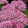 Spirée Japonaise Sparkling Champagne - Spiraea Japonica -Boutique Pafurme Spiree japonaise Sparkling Champagne 84329 2