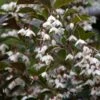 Styrax Japonica Evening Light - Styrax Japonais -Boutique Pafurme Styrax japonica Evening Light 84336 1