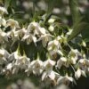 Styrax Japonica Fargesii - Styrax Japonais 1 Styrax Japonica Fargesii - Styrax Japonais -Boutique Pafurme Styrax japonica Fargesii copyright 16700 1