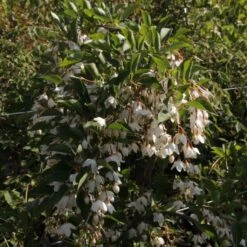 Styrax Japonica Fragrant Fountain