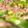 Styrax Japonica Pink Chimes - Styrax Du Japon -Boutique Pafurme Styrax japonica Pink Chimes copyright 1008671 1