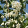 Styrax Japonicus June Snow - Styrax Japonais -Boutique Pafurme Styrax japonicus June snow 15121 1