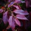 Sycoparrotia Semidecidua Purple Haze -Boutique Pafurme Sycoparrotia semidecidua Purple Haze V 16341 1