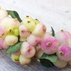 Symphorine - Symphoricarpos Orbiculatus Symphony Rave