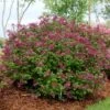 Lilas Bloomerang Dark Purple - Syringa Nain Hybride Remontant -Boutique Pafurme Syringa Bloomerang Dark Purple 82735 1