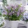 Lilas Nain - Syringa Meyeri Flowerfesta Purple -Boutique Pafurme Syringa Flowerfesta Purple 16587 1