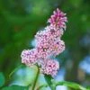 Syringa Josikaea - Lilas De Hongrie -Boutique Pafurme Syringa josikaea Lilas de Hongrie copyright 18092 1