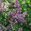 Lilas - Syringa Meyeri Palibin -Boutique Pafurme Syringa meyeri Palibin 84343 1