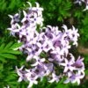 Lilas De Perse - Syringa Persica Laciniata 2 Lilas De Perse - Syringa Persica Laciniata -Boutique Pafurme Syringa persica Laciniata 84344 1
