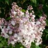 Lilas - Syringa Vulgaris Belle De Moscou 2 Lilas - Syringa Vulgaris Belle De Moscou -Boutique Pafurme Syringa vulgaris Belle de Moscou 82803 1