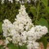 Lilas - Syringa Vulgaris Dentelle D'Anjou 1 Lilas - Syringa Vulgaris Dentelle D'Anjou -Boutique Pafurme Syringa vulgaris Dentelle d Anjou 82804 1