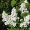Lilas - Syringa Vulgaris Jeanne D'Arc 1 Lilas - Syringa Vulgaris Jeanne D'Arc -Boutique Pafurme Syringa vulgaris Jeanne d Arc 89450 1