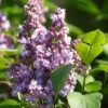 Lilas - Syringa Vulgaris Michel Buchner -Boutique Pafurme Syringa vulgaris Michel Buchner 88625 1