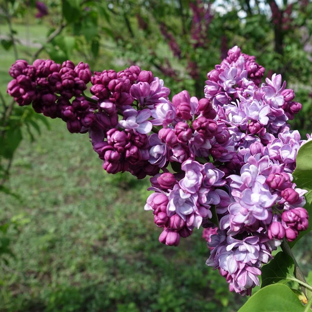 Lilas Commun - Syringa Vulgaris Paul Thirion 3 Lilas Commun - Syringa Vulgaris Paul Thirion