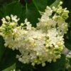 Lilas - Syringa Vulgaris Primrose -Boutique Pafurme Syringa vulgaris Primrose 82805 1